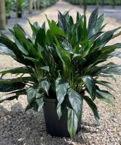 Aglaonema Shades